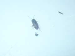 Stygnocoris