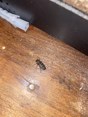 Spectralia gracilipes