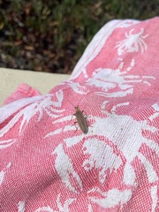 Copidita quadrimaculata