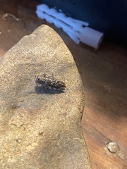 Spectralia gracilipes