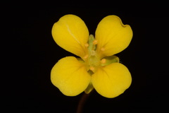 Paysonia lescurii