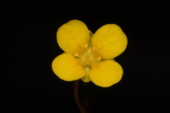 Paysonia lescurii