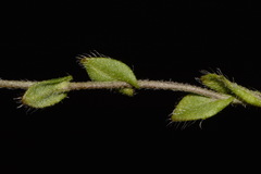 Paysonia lescurii