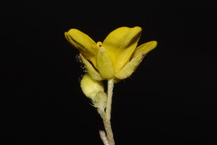 Paysonia lescurii