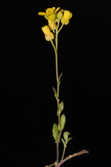Paysonia lescurii