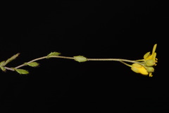 Paysonia lescurii