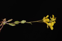 Paysonia lescurii