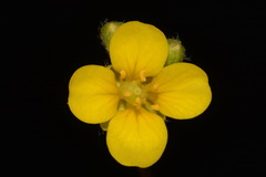 Paysonia lescurii