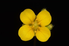 Paysonia lescurii