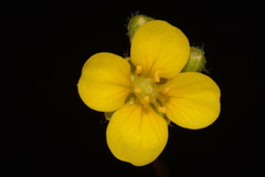 Paysonia lescurii