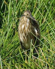 Botaurus lentiginosus image