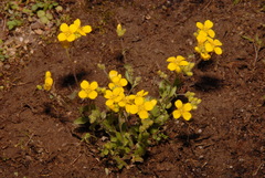 Paysonia lescurii