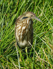 Botaurus lentiginosus image