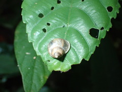 Leptopoma