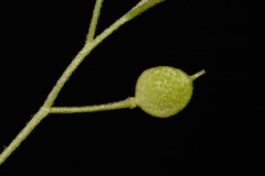 Paysonia lescurii