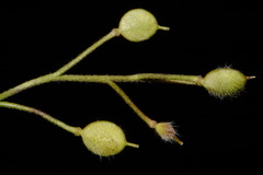 Paysonia lescurii