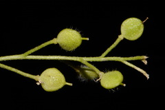 Paysonia lescurii
