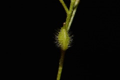 Paysonia lescurii