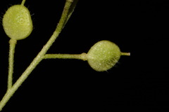Paysonia lescurii