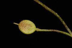 Paysonia lescurii