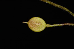 Paysonia lescurii