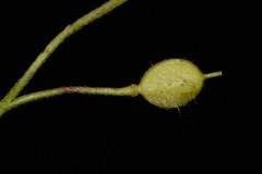 Paysonia lescurii