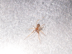 Nesticidae