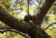 Paraxerus cepapi cepapi