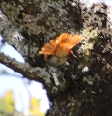 Terpsiphone viridis plumbeiceps