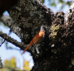 Terpsiphone viridis plumbeiceps