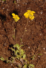 Paysonia lescurii
