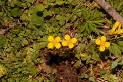 Paysonia lescurii