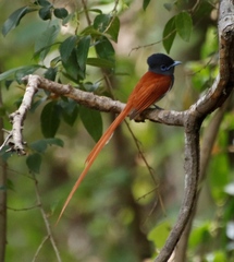 Terpsiphone viridis plumbeiceps