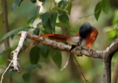 Terpsiphone viridis plumbeiceps