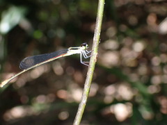 Argiocnemis rubescens