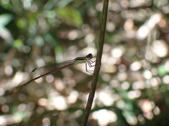 Argiocnemis rubescens