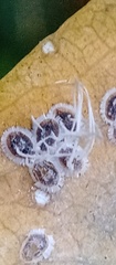 Aleyrodidae