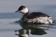 Podiceps auritus