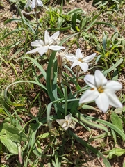 Ipheion uniflorum
