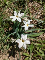 Ipheion uniflorum