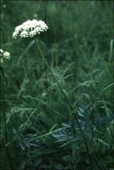 Ligusticum canbyi