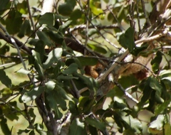 Paraxerus cepapi cepapi