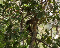 Paraxerus cepapi cepapi