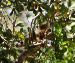 Paraxerus cepapi cepapi