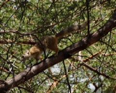 Paraxerus cepapi cepapi