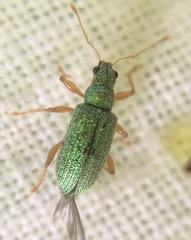 Polydrusus pterygomalis