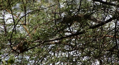 Paraxerus cepapi cepapi