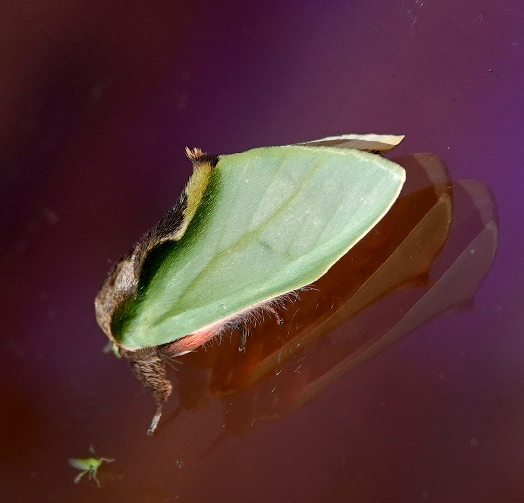 Mosera sciritis