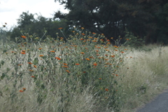 Tithonia rotundifolia image