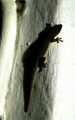 Lygodactylus capensis